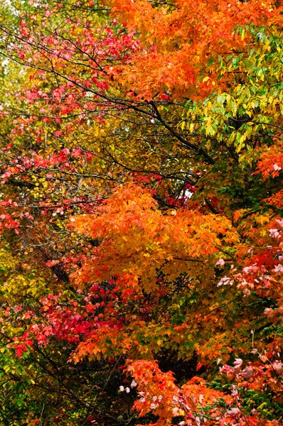 Őszi levelek Jogdíjmentes Stock Fotók