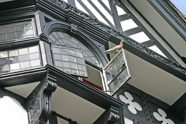 Taube auf offenem Fenster im Garten — Stockfoto