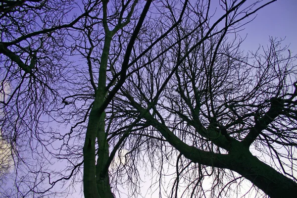 Winter bomen in de schemering Stockfoto
