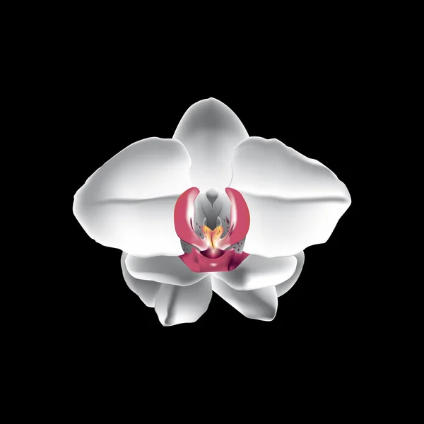 Orchidej ilustrace — Stockový vektor
