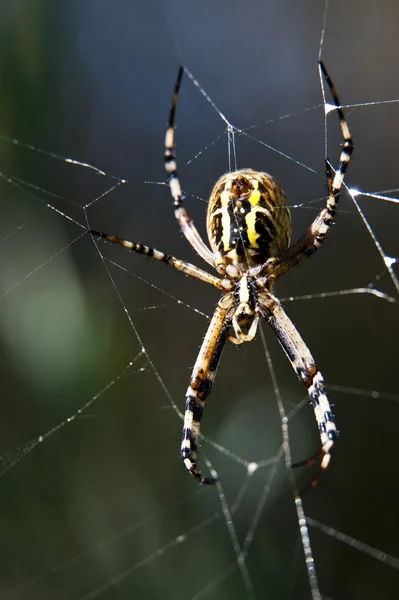 Zahradní pavouk Stock Obrázky