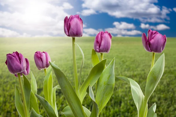 Piękne fioletowe tulipany na trawy — Zdjęcie stockowe
