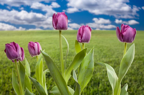 Hermosos tulipanes morados sobre hierba vacía — Foto de Stock