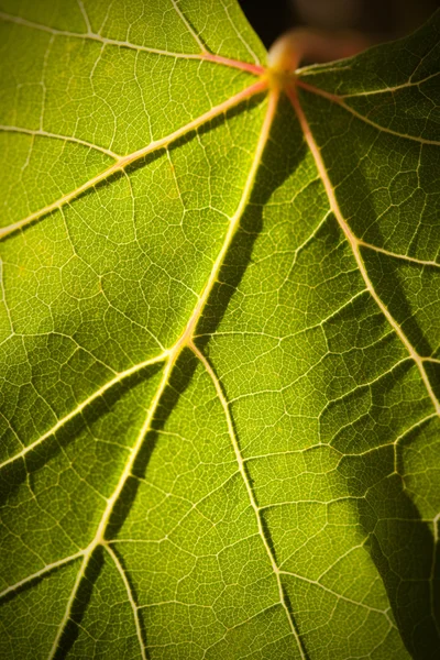 Dramatycznie oświetlone liści winogron szczegóły — Zdjęcie stockowe