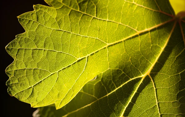 Detalhes dramaticamente da folha de uva da lit — Fotografia de Stock