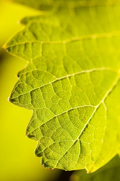 Detalhes dramaticamente da folha de uva da lit — Fotografia de Stock