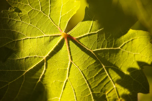 Dramatisch verlicht druivenblad details — Stockfoto