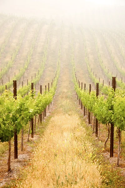 Красивою пишною вранці виноград виноградник — стокове фото