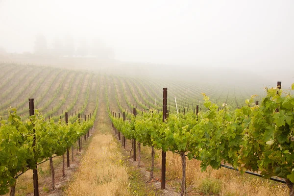 Weelderige groene druif wijngaard in ochtendnevel — Stockfoto