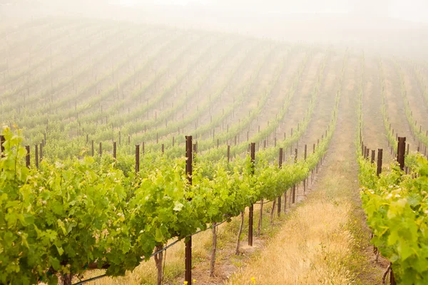 Magnifique vignoble de raisin luxuriant dans la brume — Photo
