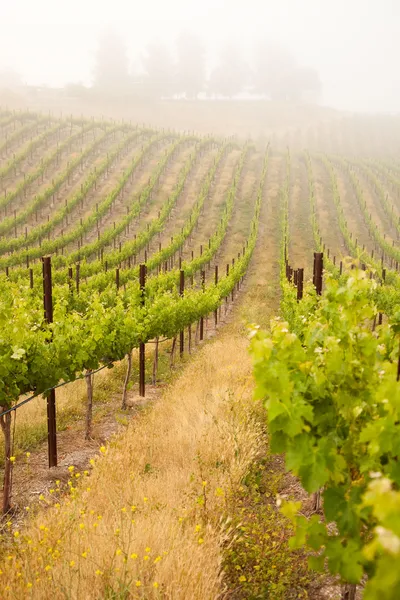 Prachtige weelderige druif wijngaard in de ochtend mis — Stockfoto