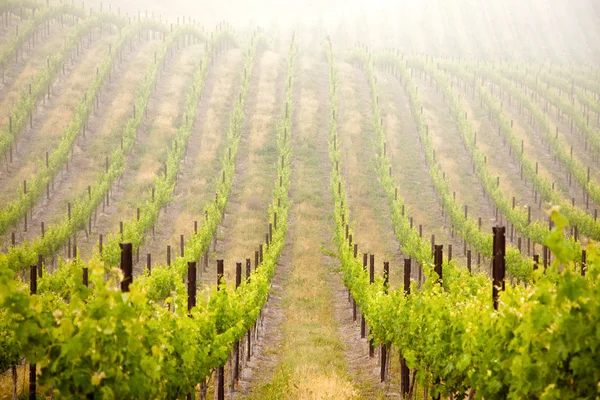 Hermoso viñedo de uva exuberante en niebla de la mañana — Foto de Stock