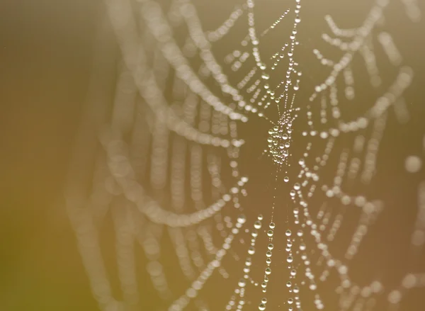Natte spinnenweb in de ochtend mist — Stockfoto
