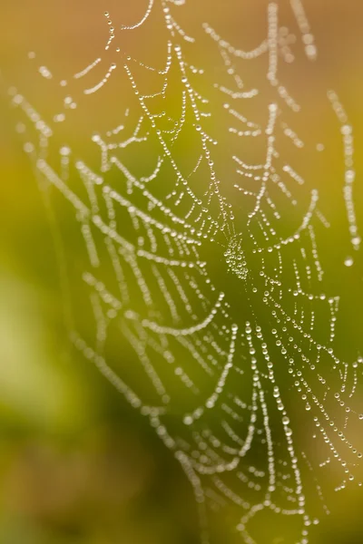 Mokré pavučina v ranní mlze — Stock fotografie