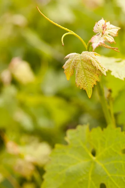 Beautiful Grape Vineyard Leaves — Stock Photo, Image