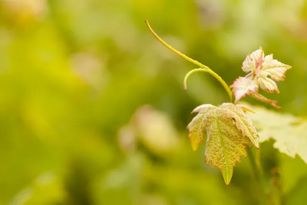 Hermosa uva viña hojas en la niebla — Foto de Stock