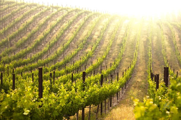 Vackra grönskande druva vingården — Stockfoto