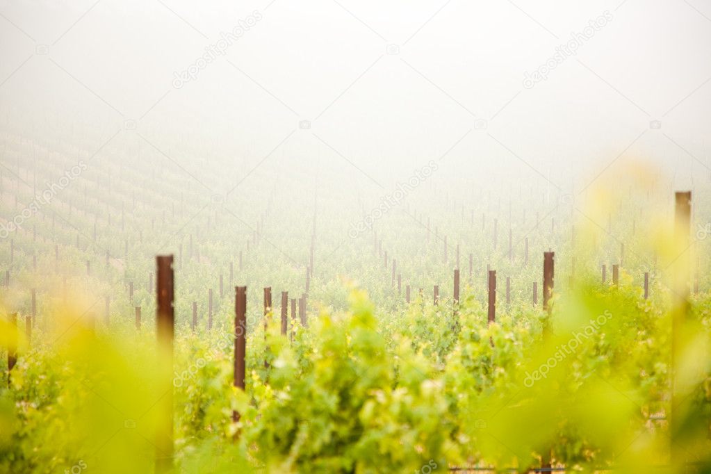 Beautiful Lush Grape Vineyard In The Mist