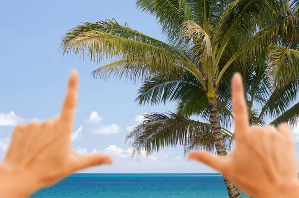 Handen framing tropische palmbomen — Stockfoto
