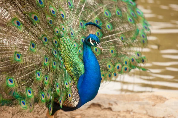 Impresionante pavo real orgulloso con plumas — Foto de Stock