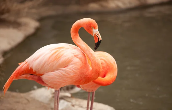 Flamingo para piękny spoczywa na linii brzegowej — Zdjęcie stockowe