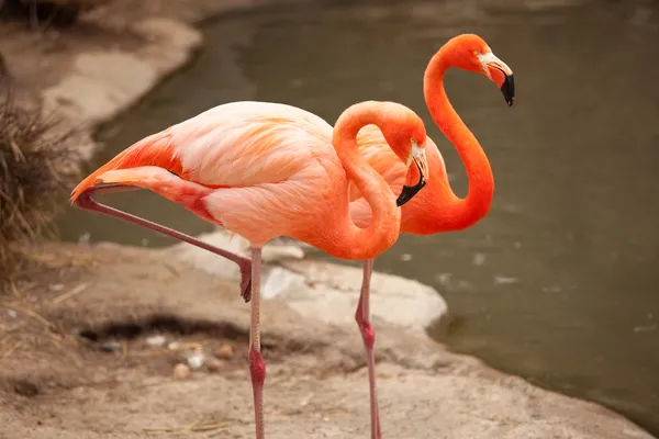 Красивая пара фламинго отдыхает на берегу — стоковое фото