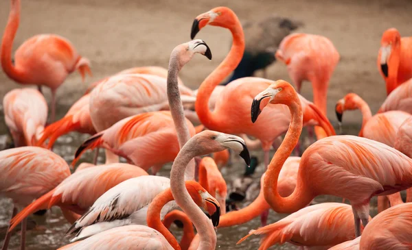 Herde schöner Flamingos — Stockfoto