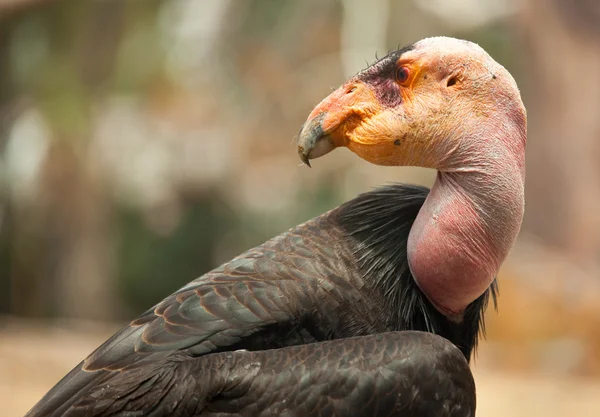 Profil närbild utrotningshotade condor — Stockfoto