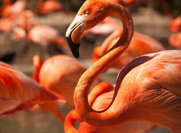 Rebanho de lindos Flamingos — Fotografia de Stock