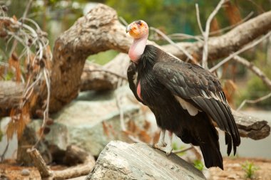 The Endangered California Condor clipart