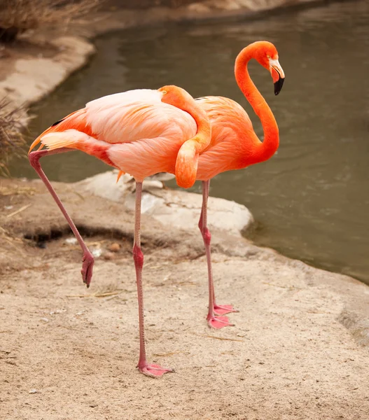 Bela Flamingo casal descansando — Fotografia de Stock