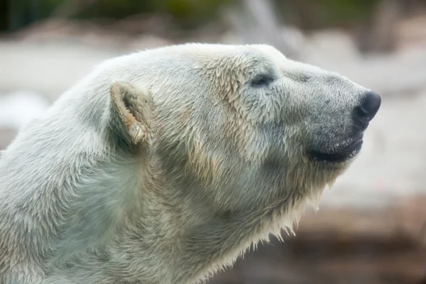 Güzel görkemli beyaz kutup ayısı profil resmi — Stok fotoğraf