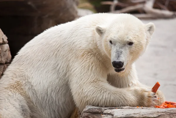 Bonito urso polar branco comendo — Fotografia de Stock