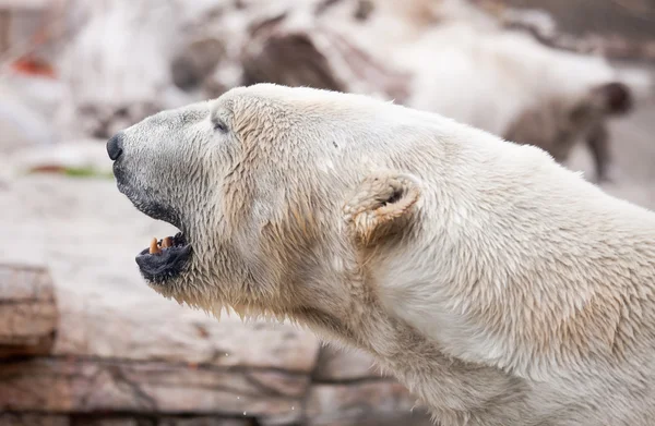 Güzel görkemli beyaz kutup ayısı — Stok fotoğraf