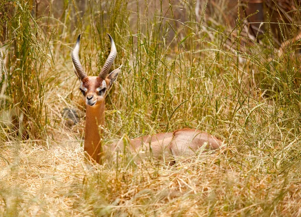 Beautiful Gazelle Resting in Tall Grass — Stock Photo, Image