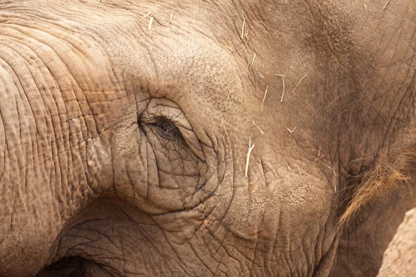 雄伟的濒危的大象特写 — 图库照片