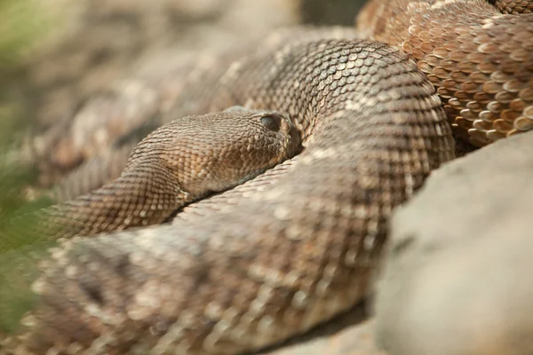 Descanso de serpiente de cascabel Diamondback occidental — Foto de Stock