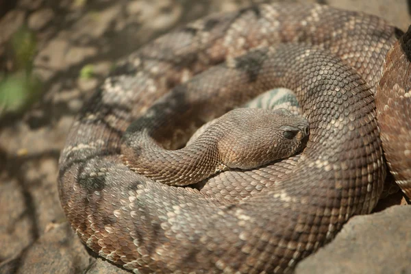 Descanso de serpiente de cascabel Diamondback occidental —  Fotos de Stock