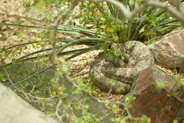 安静時西部の diamondback ガラガラヘビ — ストック写真