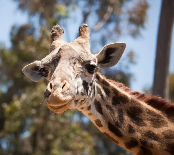 Close-up van een majestueuze giraffe hoofd — Stockfoto