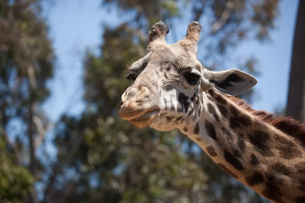 Primer plano de una majestuosa cabeza de jirafa — Foto de Stock