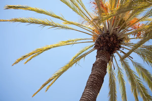 Palmiye ağacı soyut mavi gökyüzü. — Stok fotoğraf