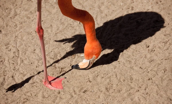 Beautiful Flamingo with His Shadow — Stock Photo, Image