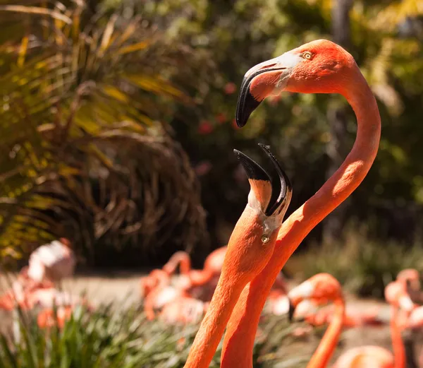 Zwei schöne Flamingos bei der Paarung — Stockfoto