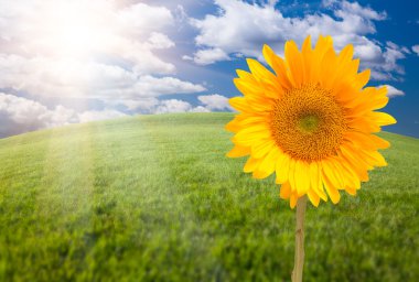 Sunflower, Arched Horizon Grass Field clipart