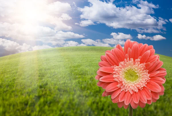 Daisy Gerber rosa sobre campo de grama — Fotografia de Stock