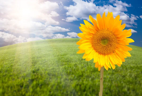 Sonnenblume, gewölbter Horizont Gras Feld — Stockfoto