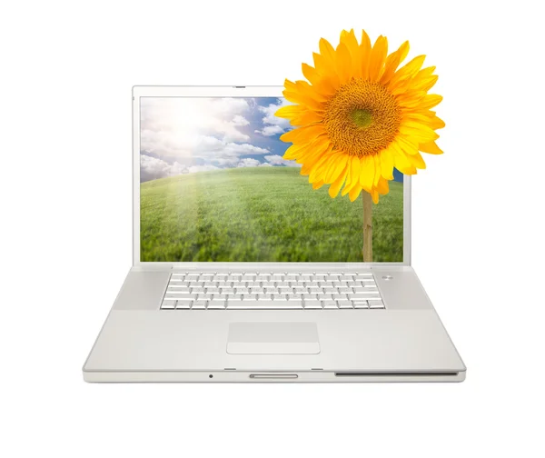 Laptop isoliert mit gelber Sonnenblume — Stockfoto