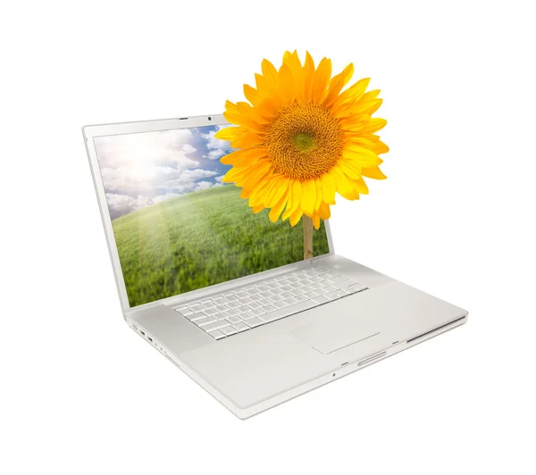 Laptop isoliert mit gelber Sonnenblume — Stockfoto