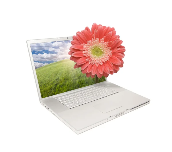 Laptop isolerade med gerber daisy — Stockfoto